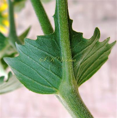  Leaf Base (Abaxial view)
